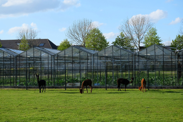 Eine Gruppe von Alpacas, die auf einer eingezünten, grünen Wiese mit Bäumen, Pflanzen und Häusern im Hintergrund unter einem bewölktem Himmel grasen.