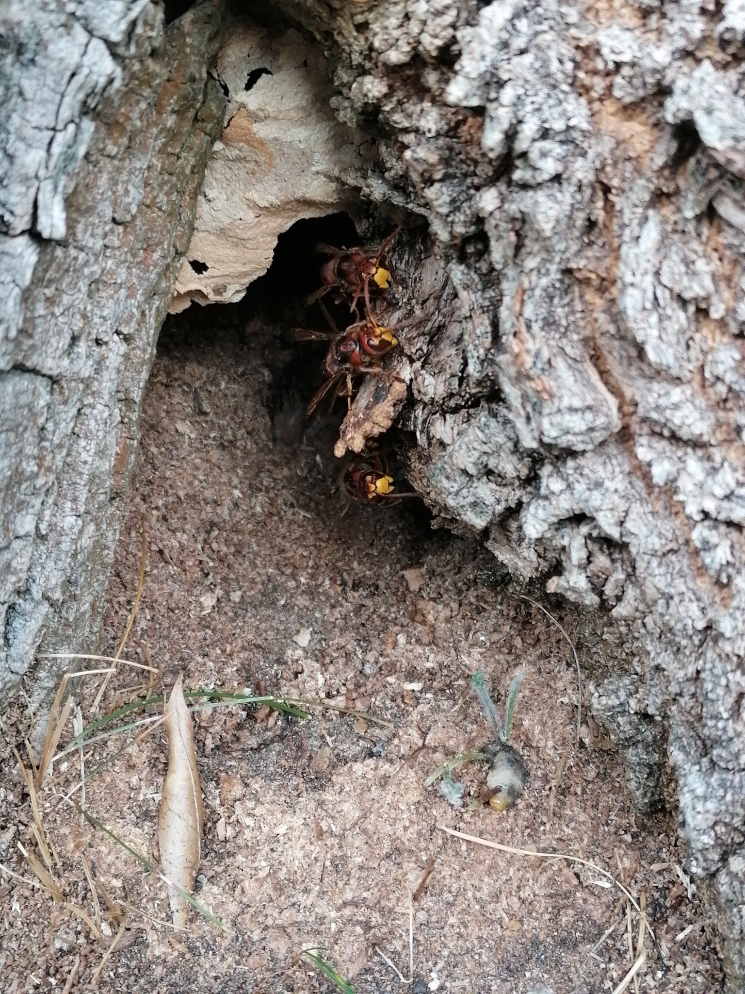 Ein Hornissennest in der Rinde eines Baumes am Boden mit zwei Wespen darin, umgeben von Gras.