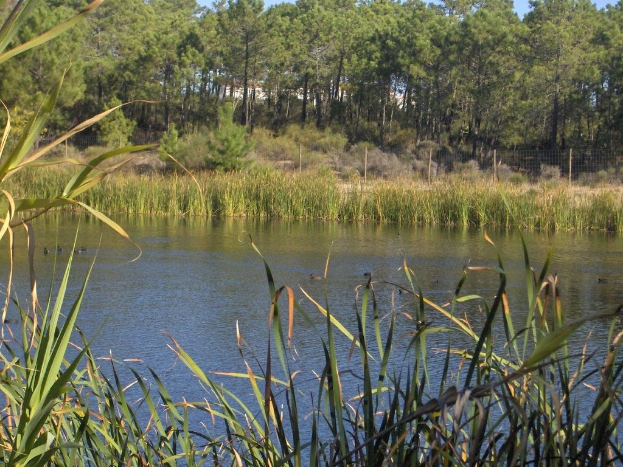 Ein von Grasland und Bäumen umgebenes Gewässer mit Grasland am Boden.