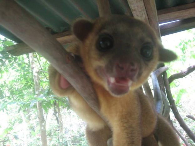 Ein einzelnes Tier steht im Zentrum des Bildes, mit Bäumen im Hintergrund und einem Schutzraum darüber.
