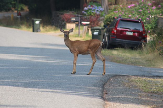 Ein Hirsch überquert eine Wohnstraße vor einem Haus, mit einem geparkten Auto rechts und Grünflächen einschließlich Bäumen, Pflanzen, Blumen und Mülltonnen im Hintergrund.