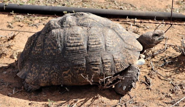 Große Schildkröte auf einem staubigen Feld mit einem Stacheldrahtzaun und einem Rohr im Hintergrund.