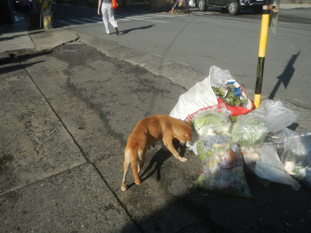 Ein Hund steht neben einem Haufen Müllsäcke auf einer Straße, mit Passanten, Fahrzeugen, Gebäuden, Bäumen und einem klaren blauen Himmel im Hintergrund.