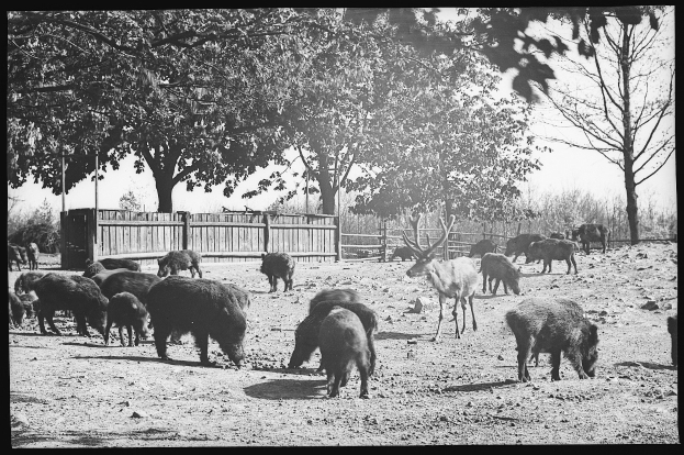 Schwarzes Foto einer Herde Wildschweine, die auf einem Schmutzfeld grasen, mit Bäumen und einem Zaun im Hintergrund.