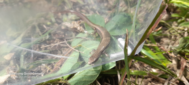 Eine kleine braune Eidechse sitzt auf einem Plastikbeutel, umgeben von grünen und getrockneten Blättern auf dem Boden.